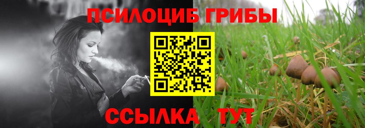 Псилоцибиновые грибы Psilocybe Новоалександровск